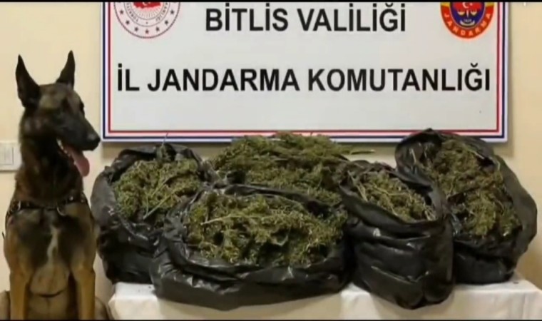 Bitliste 10 kilo 200 gram skunk maddesi ele geçirildi