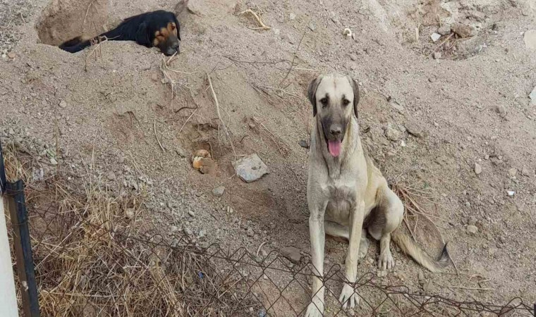 Bodrumda 3 köpeği kamyonete bindirip götürdüler