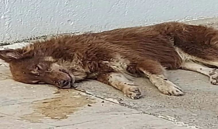 Bodrum’da 3 köpek zehirlenerek öldürüldü