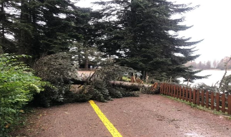 Bolu’da kuvvetli rüzgar; tabiat parkındaki ağaçlar devrildi