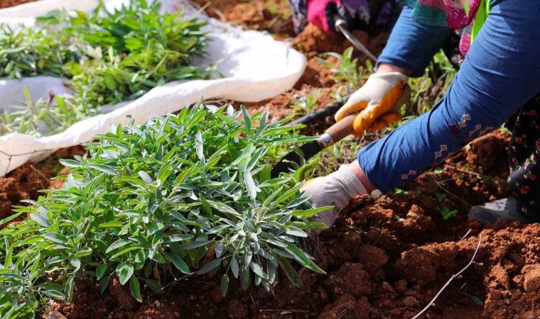 Botanik Vadide yılın ikinci adaçayı hasadı yapıldı