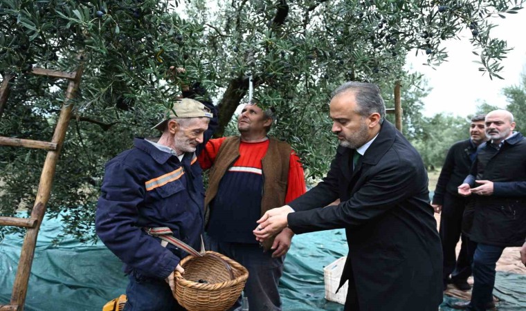 Bursanın zeytininde hasat vakti