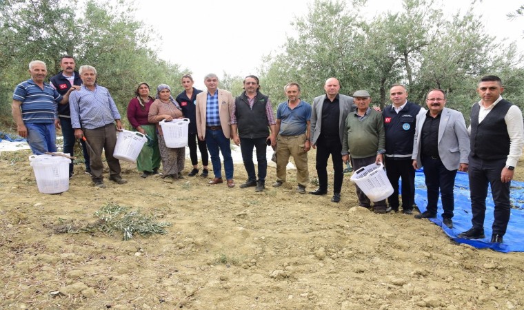 Büyükşehir, zeytin hasadında da üreticilerin yanında