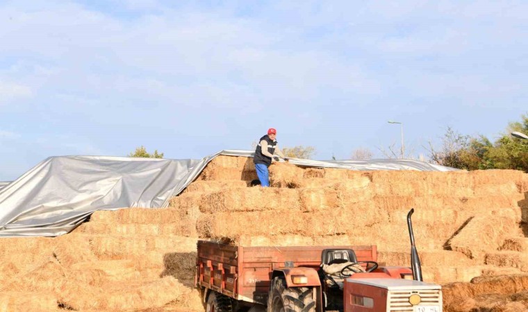 Büyükşehirden küçük üreticiye ot balyası desteği