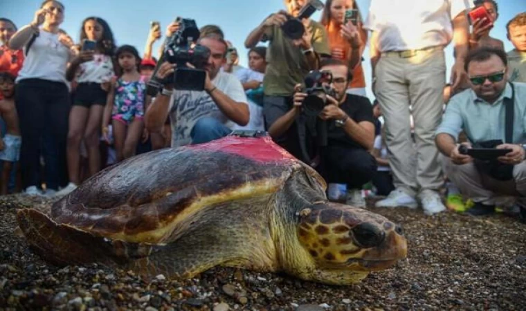 Caretta caretta ’Lara’yı 195 bin kişi izledi