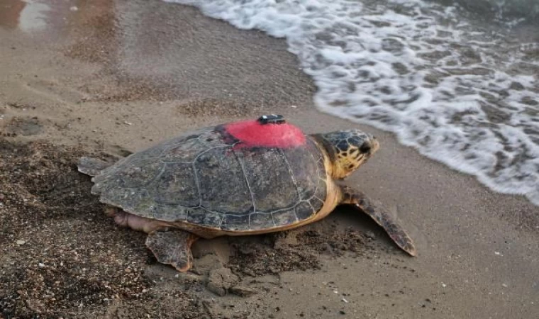 Caretta caretta ’Tuba’yı 9 milyon kişi izledi