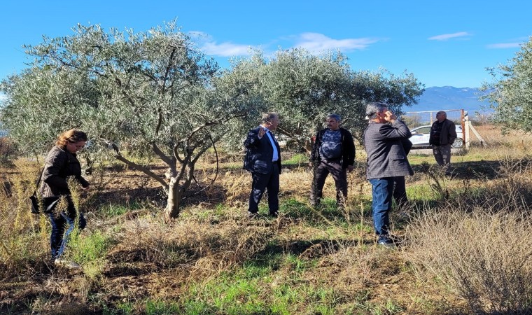 Dal kanseri artışı, zeytin üreticilerini endişelendirdi