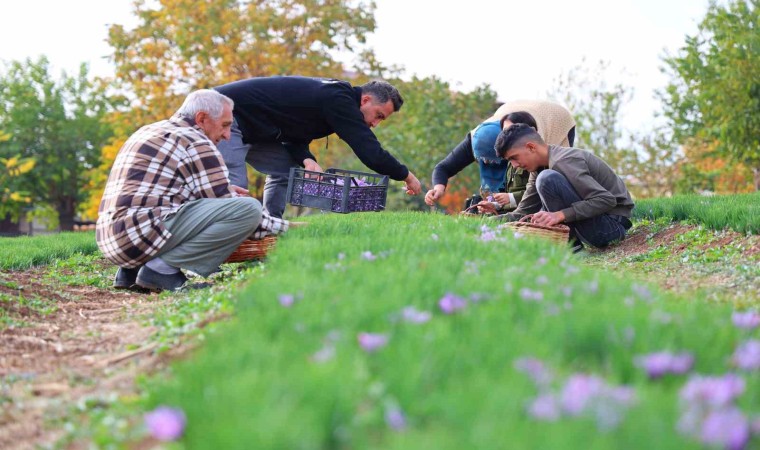 Deneme amaçlı başladı, kilosu 200 bin liraya satılıyor