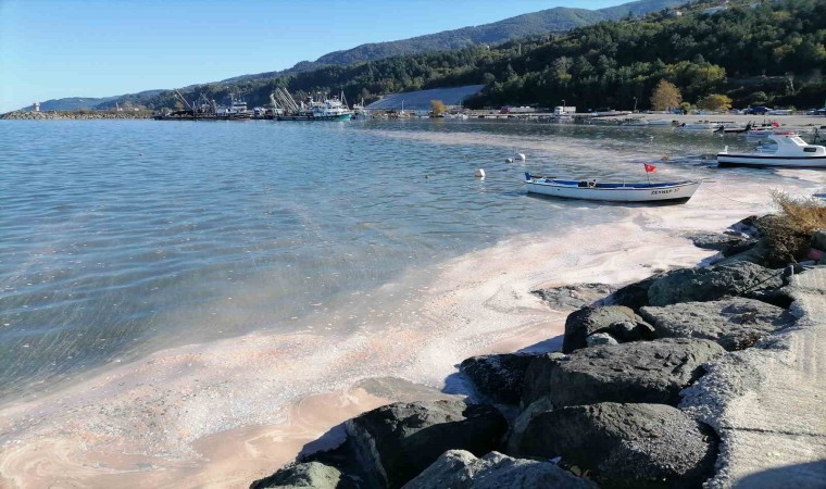 Deniz yüzeyi sarı tabakayla kaplandı, etrafı kötü koku sardı