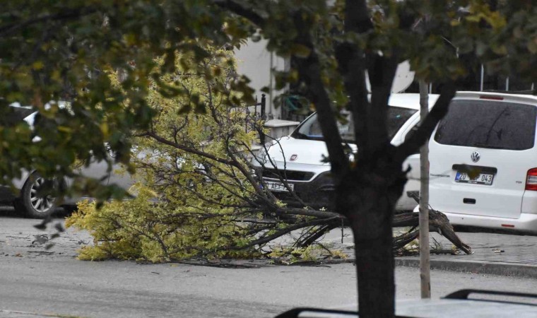 Denizlide etkili olan fırtınada ağaçlar devrildi