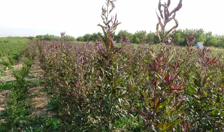 Deprem bölgesi Malatyada meyve fidanı üretimi devem ediyor