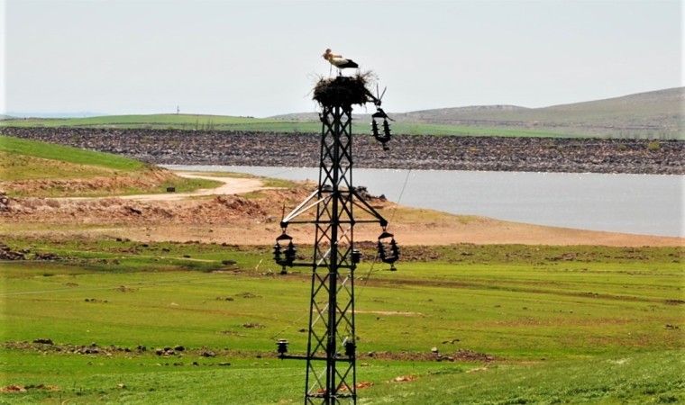 Dicle Elektrikten leylekler için Dicle Vadisinde yuva