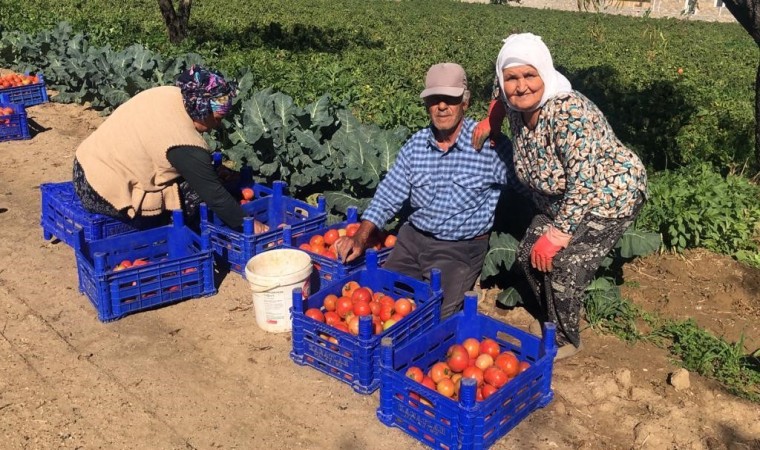 Domateste güz hasadı başladı, düşen fiyatlar üreticiyi memnun etmedi