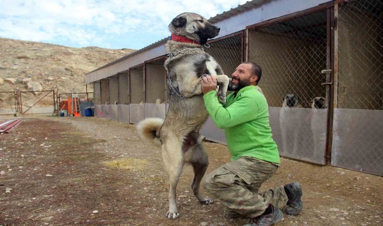 Dünyanın en sadık ve en cesur sürü koruma köpeği