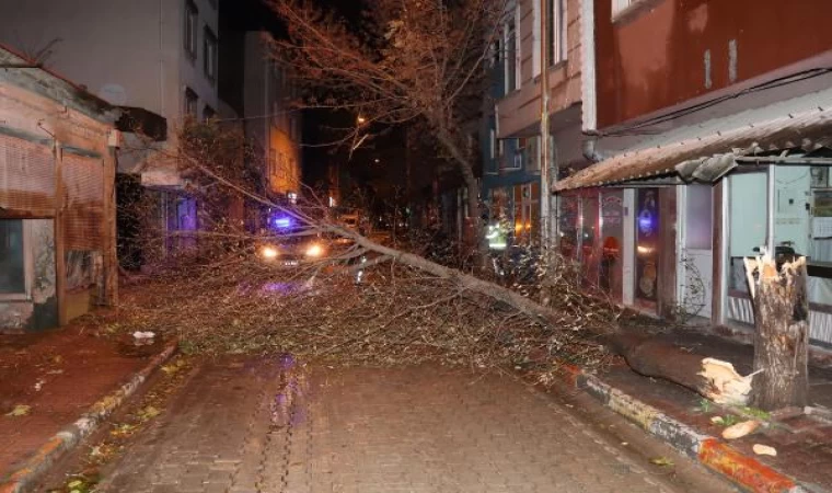 Edirne’de lodos ağaçları devirdi