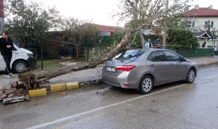 Edirne’de lodosun devirdiği ağaç otomobile hasar verdi