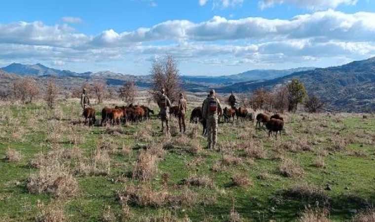 Elazığ’da kaybolan 40 küçükbaş, dronlu arama ile bulundu