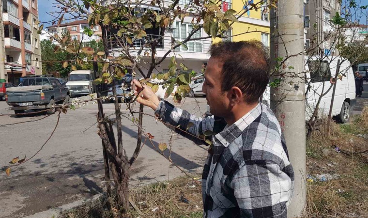 Erik ağacı Kasımda çiçek açtı