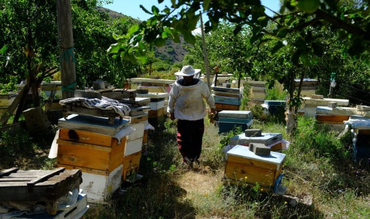 Erzincanda arıların tatlı uykusu başlıyor