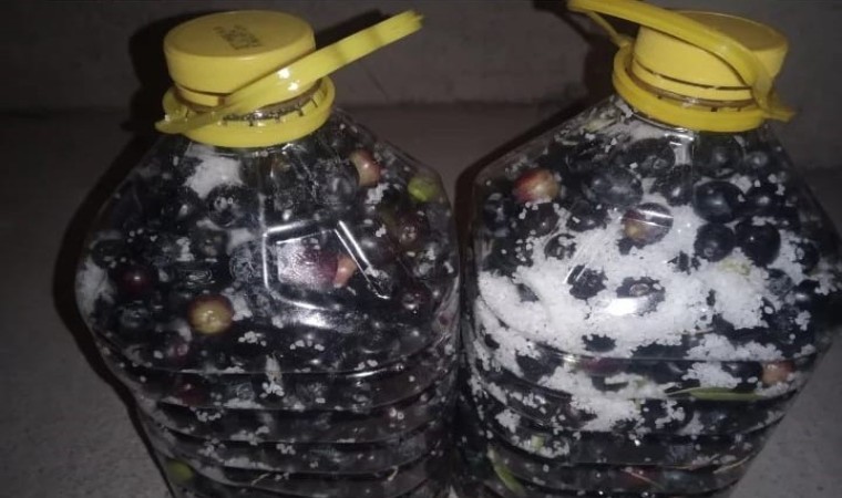 Eskişehirde zeytin rekoltesi düştü