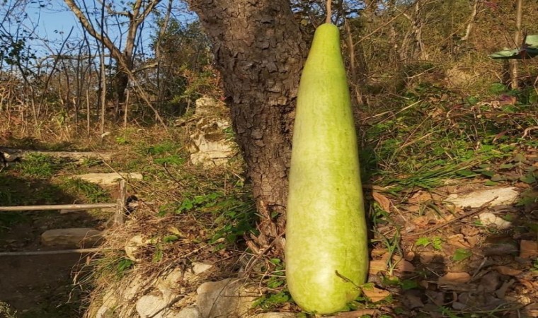 Fatsada 90 santimetrelik kabak yetiştirildi