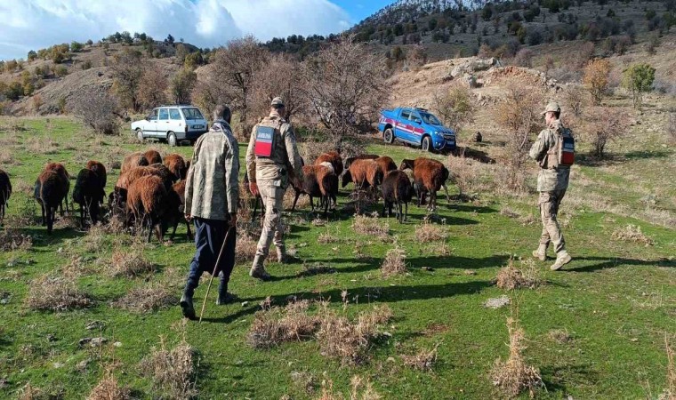 Fırtınada kaybolan koyunlar jandarma tarafından bulundu