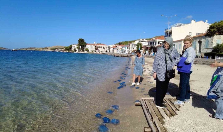 Foça plajlarında denizanası istilası: Yüzlercesi kıyıya vurdu