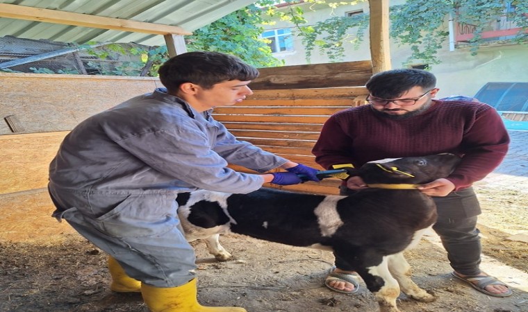 Gedizde büyükbaş hayvanlara şap aşısı uygulaması