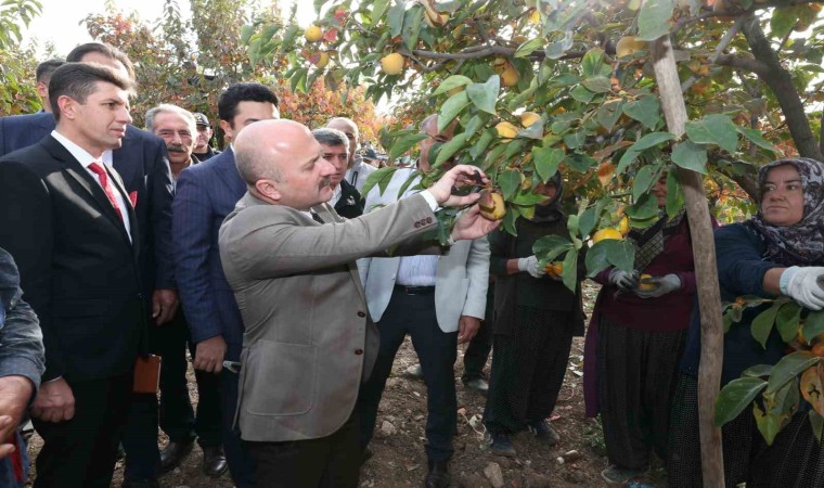 Gölbaşı ilçesinde hurma hasadı başladı