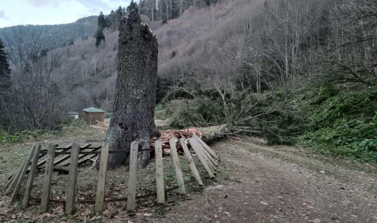 Gümüşhanede fırtına yüzlerce yıllık ağacı devirdi