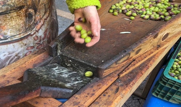 Güney Marmarada zeytini kuraklık vurdu