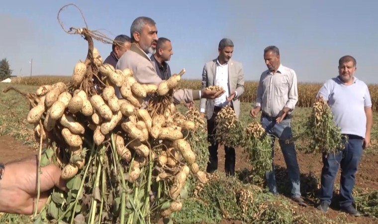 Harran Ovasında yer fıstığı bereketi