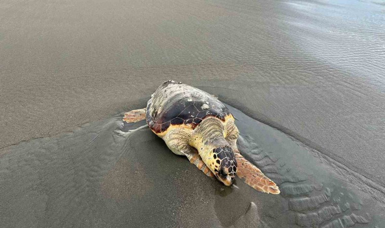 Hatayda ölü caretta caretta sahile vurdu