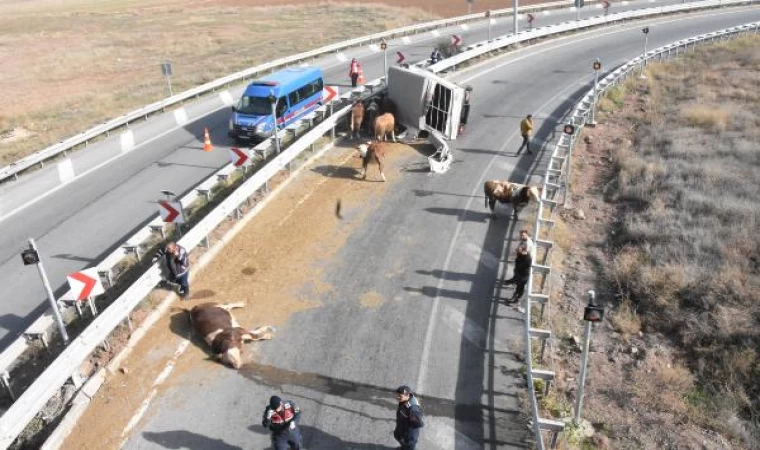 Hayvan yüklü kamyonet devrildi: 1 yaralı