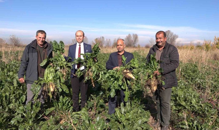 Iğdırda şeker pancarı hasadı başladı