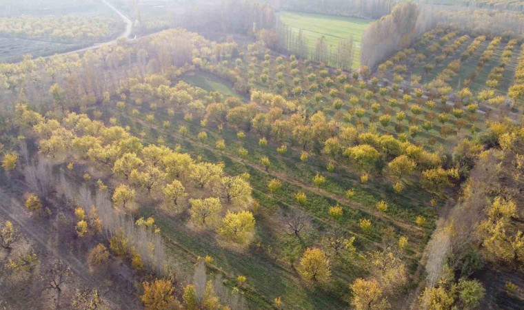 Iğdırda sonbaharın son demleri göz kamaştırdı