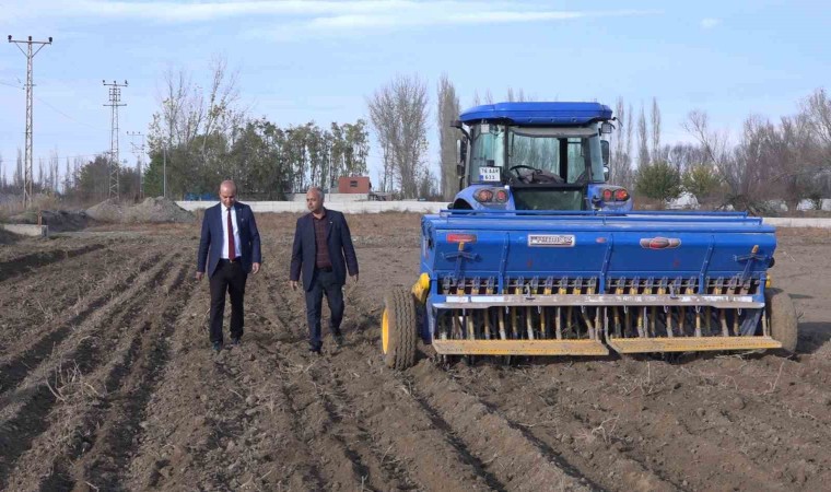 Iğdırda yerli ve milli buğday ekildi