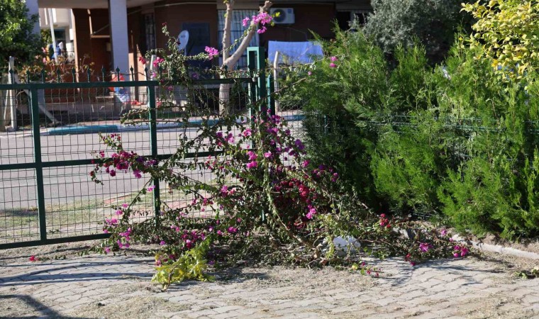 İmam ile dernek başkanı arasında ağaç kesme tartışması