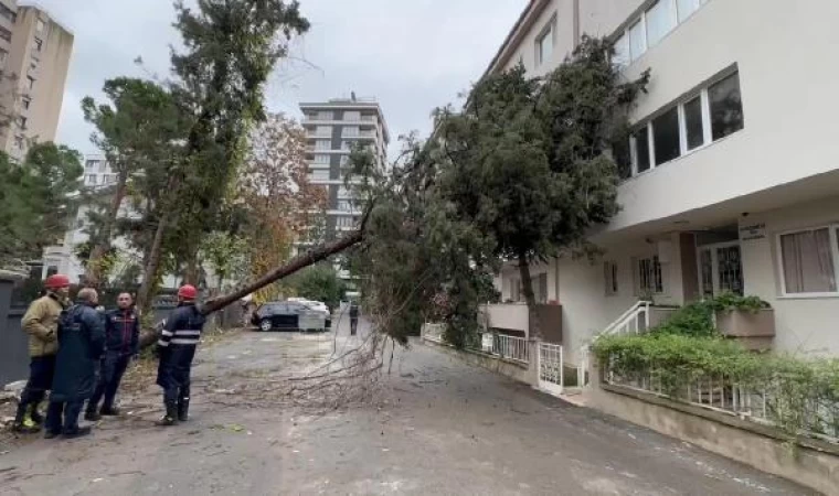 Kadıköy’de ağaç binanın üzerine devrildi 