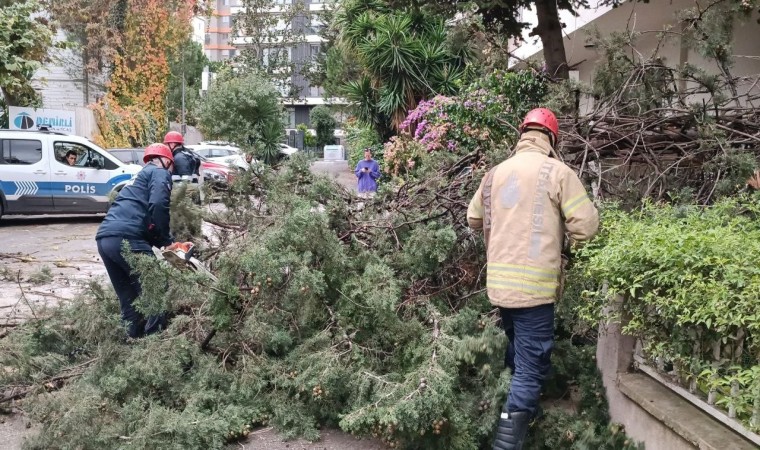 Kadıköyde fırtına nedeniyle ağaç devrildi