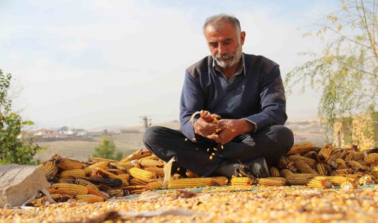 Kahramanmaraşta mısır hasadı sona erdi