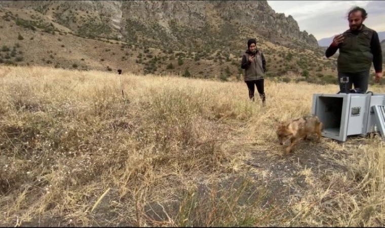 Kalçası kırılan çakal tedavi edilerek doğaya bırakıldı