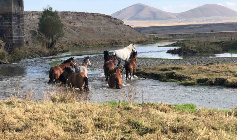 Karsta yılkı atları doğal ortamda görüntülendi