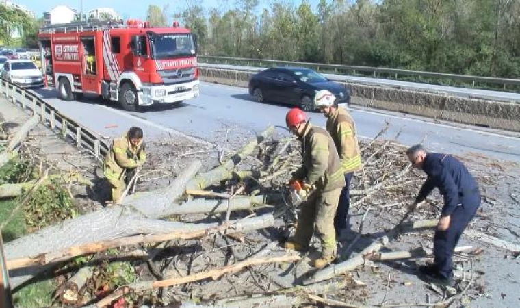 Kartal TEM bağlantı yolunda ağaç devrildi