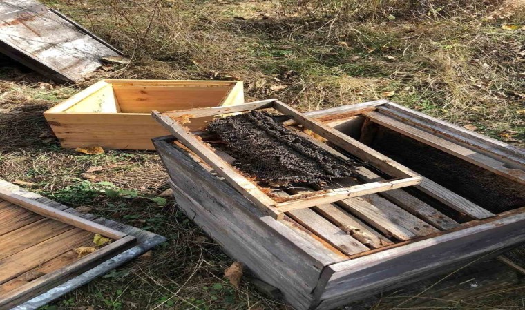 Kastamonuda arılığa giren ayı, 10 kovanı parçaladı, binlerce arıyı telef etti