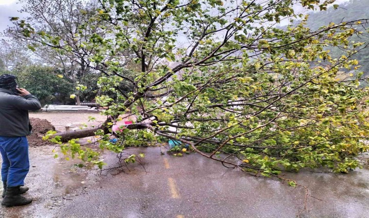 Kemerde fırtına ağaçları devirdi ağaçlar zarar gördü, totemler fırtınaya dayanamadı