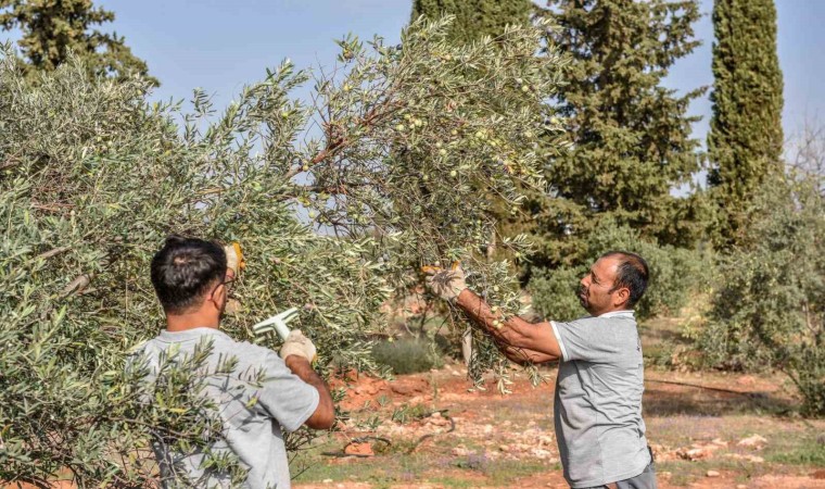 Kepezden zeytin hasadı