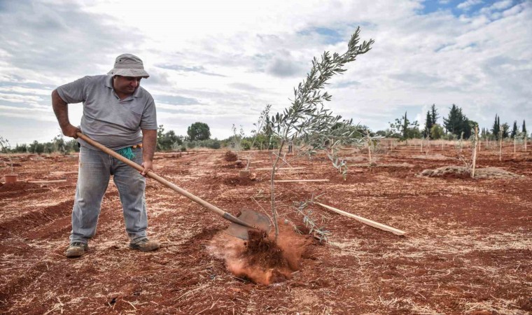 Kepeze 30 bin zeytin fidanı dikilmesi planlanıyor