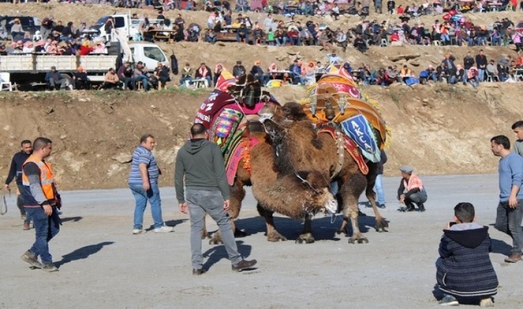 Koçarlı, Geleneksel Deve Güreşi Festivaline hazır