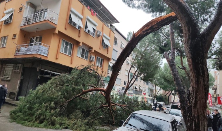 Kopan ağaç dalı seyir halindeki otomobilin üzerine düştü